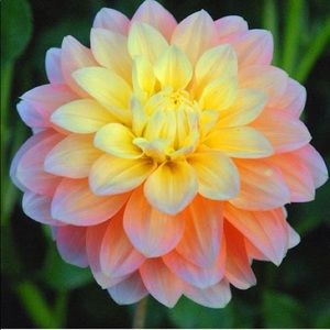 Meet your Posher, Maxine